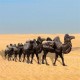 云南销售玻璃钢骆驼雕塑产品图