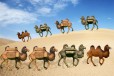 云南写实玻璃钢骆驼雕塑图片