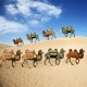 西藏新款玻璃钢骆驼雕塑多少钱产品图