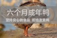 台州板鸭，板鸭生产厂家