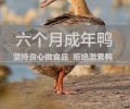 台州板鸭，板鸭生产厂家