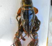特大波龙澳龙加拿大龙虾速冻波龙特大15斤冰鲜澳洲龙虾青龙虾