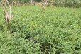 柳江鷹嘴桃苗鷹嘴桃苗品種介紹上林鷹嘴桃苗鷹嘴桃苗