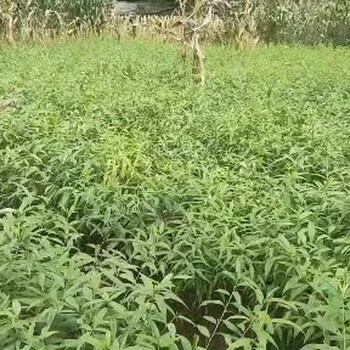 柳江鷹嘴桃苗品種介紹