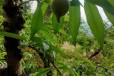 八步区种植鹰嘴桃苗种植技术