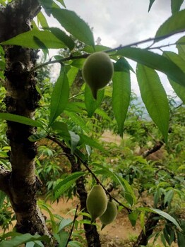 柳江鹰嘴桃苗鹰嘴桃苗品种介绍八步区种植鹰嘴桃苗种植技术