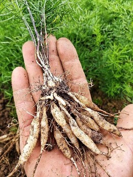 柳南天冬苗品种介绍天门冬苗