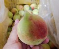 龙州县鹰嘴桃品种介绍