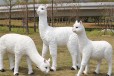 天津销售玻璃钢仿真羊驼雕塑生产厂家