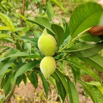 长洲区鹰嘴桃苗