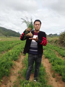 公安縣天冬苗天門冬苗