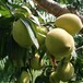 江蘇鷹嘴桃苗鷹嘴桃苗種植技術(shù)田東縣鷹嘴桃苗種植技術(shù)