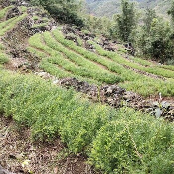 马山种植天冬苗天门冬苗