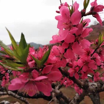 柳江鹰嘴桃苗鹰嘴桃苗品种介绍八步区种植鹰嘴桃苗种植技术