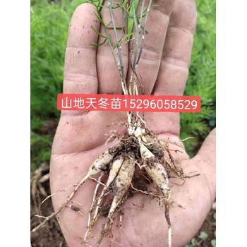 欽北區(qū)天冬苗天冬苗