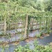 青島防草布多少錢一平方米