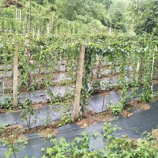 石家莊防草布多少錢一平方米