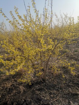 山东新品种药用连翘苗种植基地