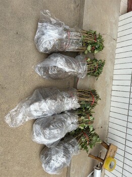 重慶五年藥用連翹苗采購基地