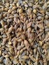 陜西2年生藥用連翹苗供應(yīng)商