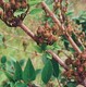 山東盧氏三號藥用連翹苗供應商產品圖