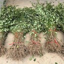 河北多頭藥用連翹苗種植基地