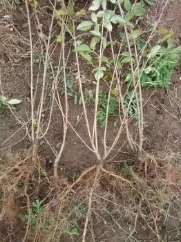 甘肅五年藥用連翹苗今年價格