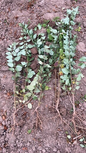 山西藥用三號藥用連翹苗種植基地