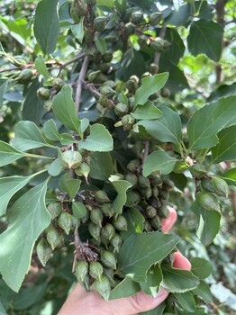 重庆1年生药用连翘苗采购基地