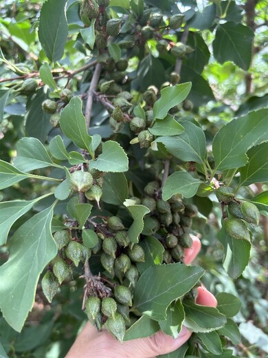 湖北结果药用连翘苗种植基地