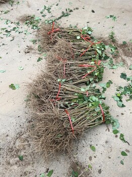 貴州30公分藥用連翹苗價格