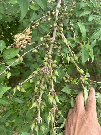 山东1年生药用连翘苗种植基地