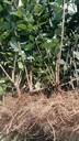 山東1年生藥用連翹苗供應(yīng)商