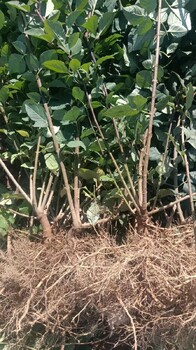 貴州30公分藥用連翹苗價格
