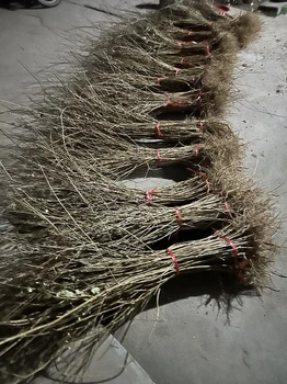 甘肅五年藥用連翹苗今年價格