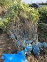 湖北五年藥用連翹苗采購(gòu)基地