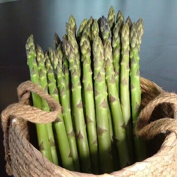 供應(yīng)康愛草6號(hào)F1蘆筍種子