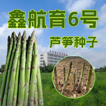 鄂爾多斯出售鑫航育6號蘆筍苗,鑫航育6號F1一代