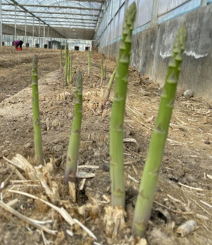 邢臺康愛草2號蘆筍種子廠家