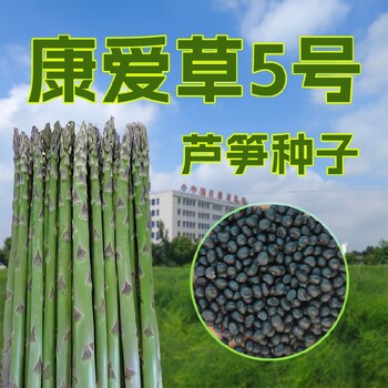 鶴壁康愛草5號蘆筍種子基地