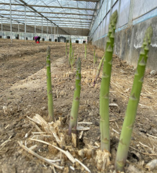 合肥康愛草5號蘆筍種子價格