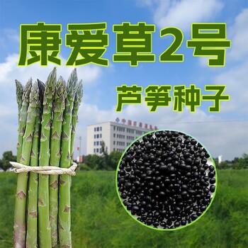 興安盟康愛草2號蘆筍種子基地