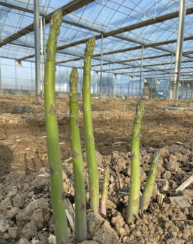 潛江康愛草2號蘆筍種子報價