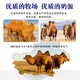 初乳益生菌配方駝乳粉圖
