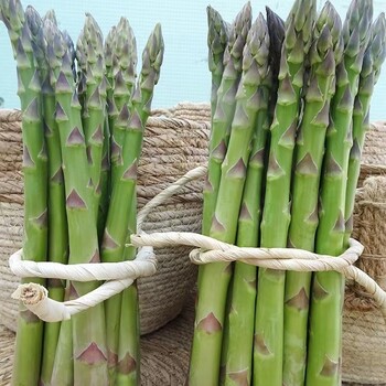 供應(yīng)康愛草6號(hào)F1蘆筍種子
