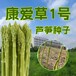 阳泉康爱草1号芦笋种子基地