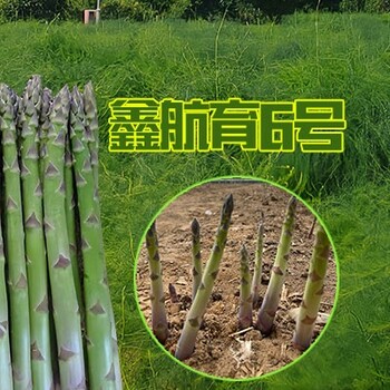 鄭州鑫航育6號蘆筍苗種植基地,蘆筍種子價格