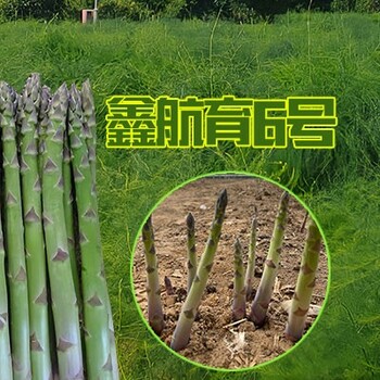 甘孜鑫航育6号芦笋苗种植基地,芦笋种子价格