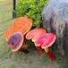 公園玻璃鋼靈芝雕塑公司