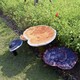 戶外玻璃鋼靈芝雕塑產品圖